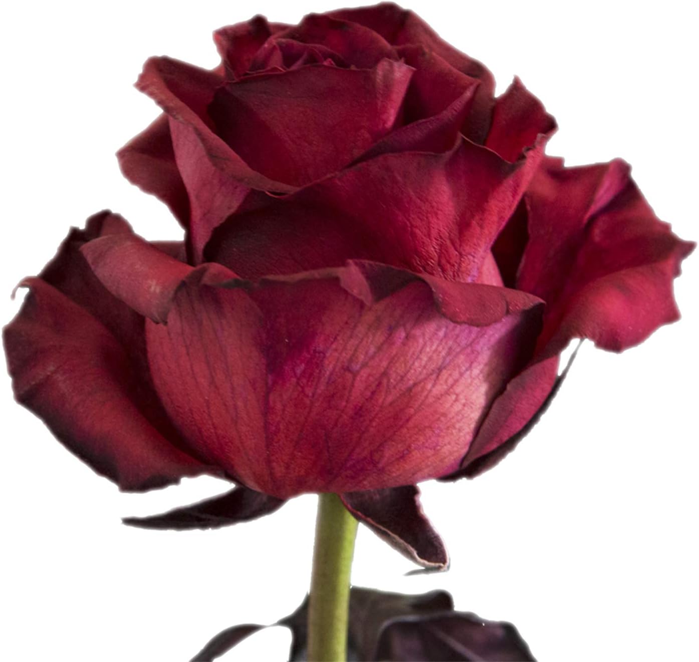 Luxury Long-Lasting Burgundy Roses