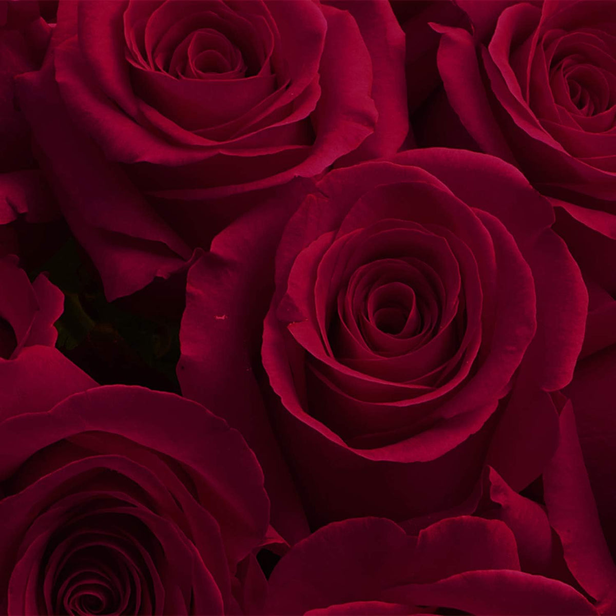 Luxury Long-Lasting Burgundy Roses