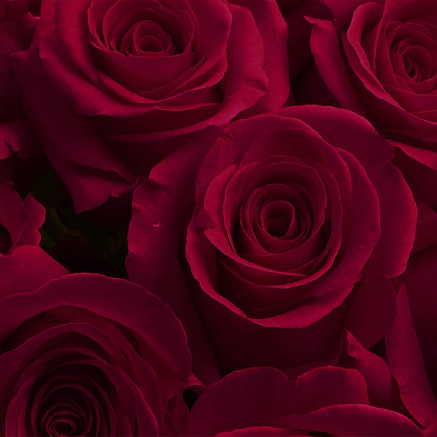 Luxury Long-Lasting Burgundy Roses