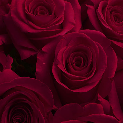 Luxury Long-Lasting Burgundy Roses